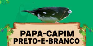 papa capim preto e branco