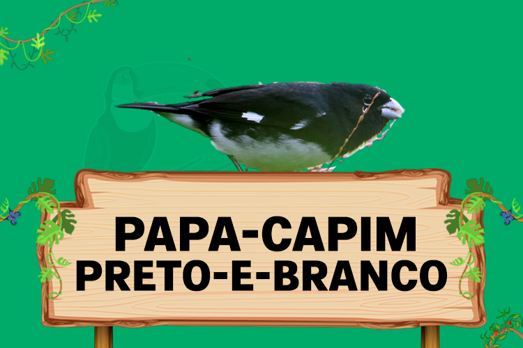 papa-capim-preto-e-branco (Sporophila luctuosa)