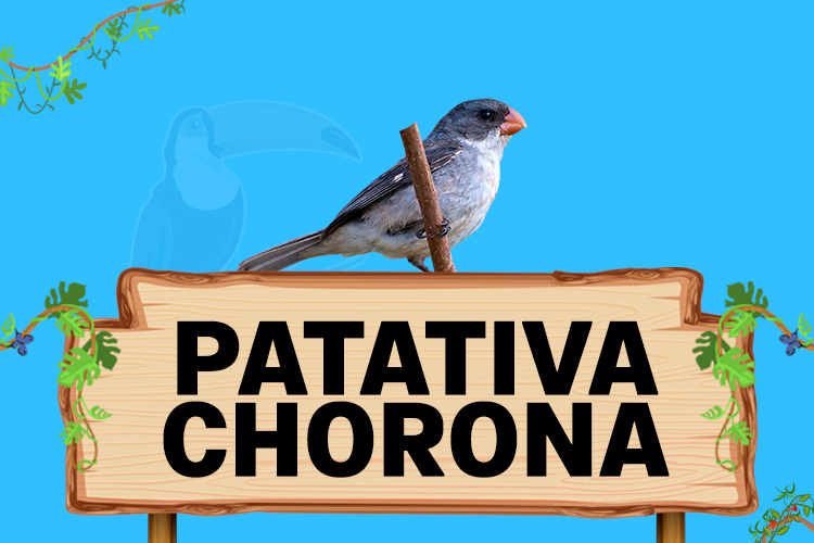 patativa chorona