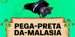 pega preta da malasia