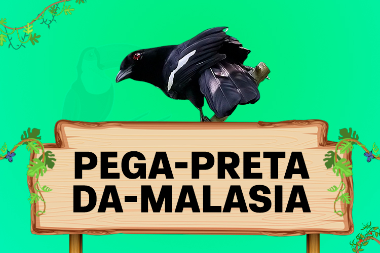 pega preta da malasia