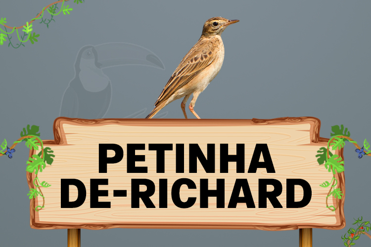 petinha de richard