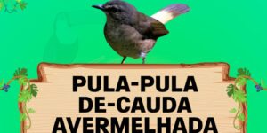 pula pula de cauda avermelhada