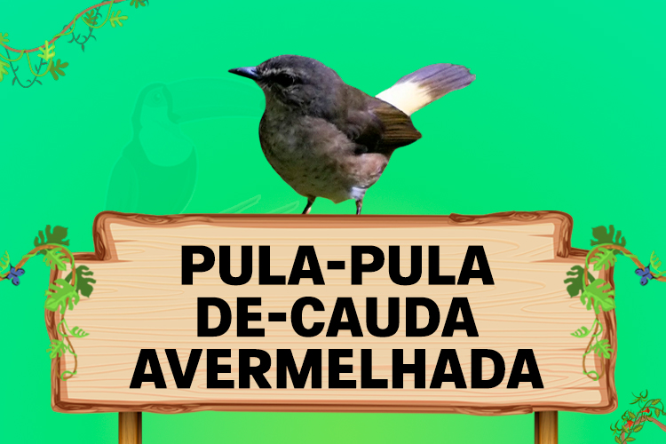 pula pula de cauda avermelhada