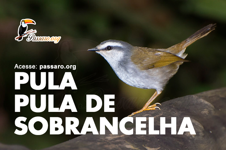 pula pula de sobrancelha