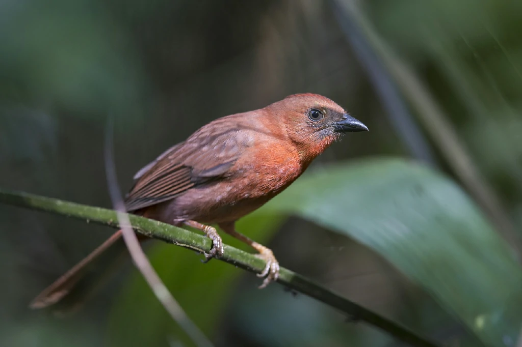 reproducao do black-cheeked ant tanager