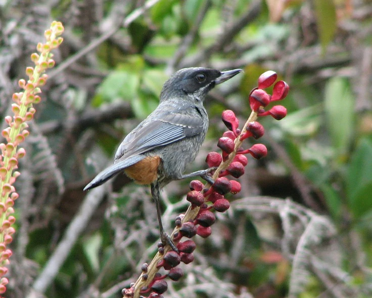 reproducao do fura-flor-grande