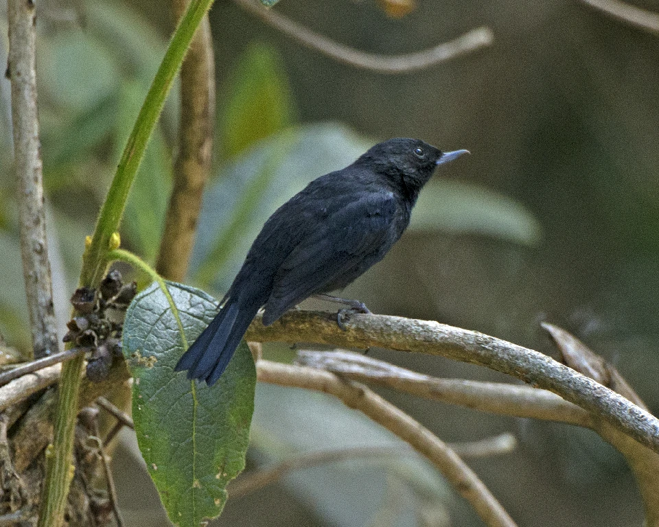 reproducao do fura-flor-preto