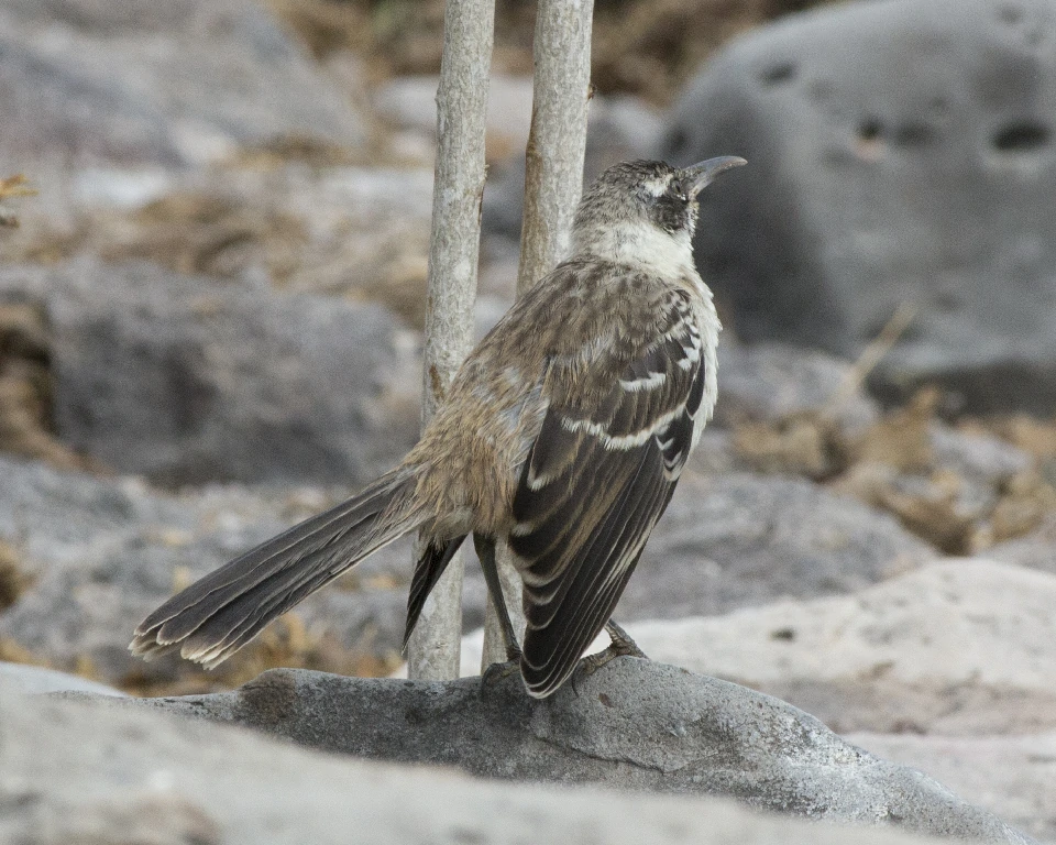 reproducao do mimao de galapagos