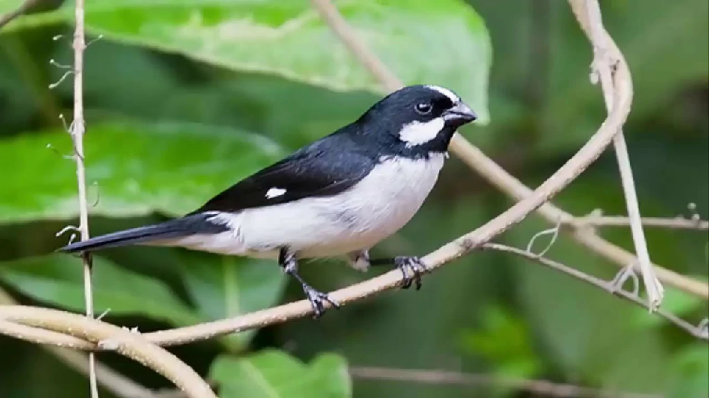 Foto papa-capim-preto-e-branco (Sporophila luctuosa) Por Danilo