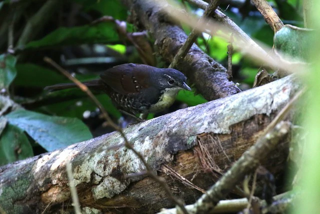 reproducao do rusty-belted tapaculo
