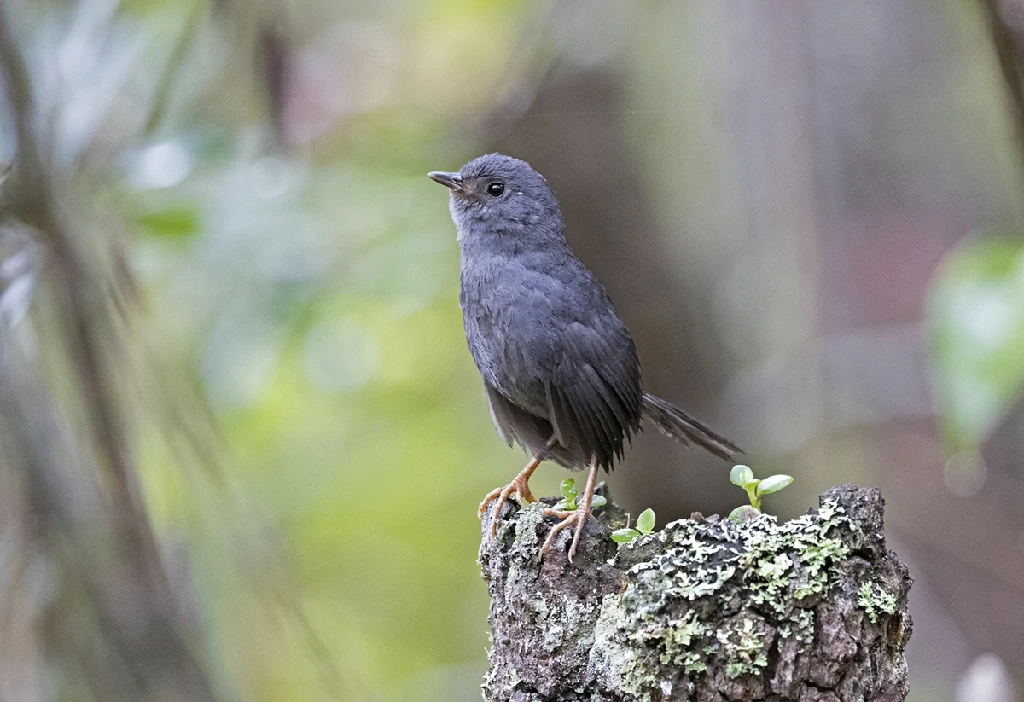 reproducao do tapaculo-ferreirinho