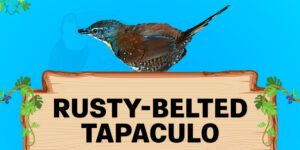 rusty belted tapaculo