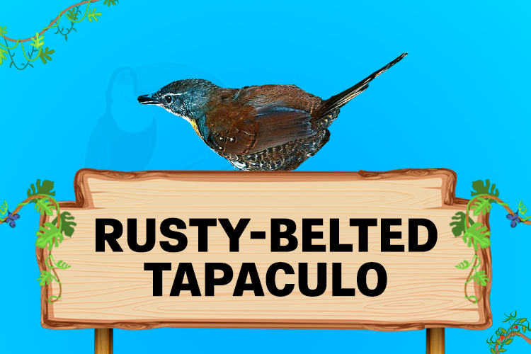 rusty belted tapaculo