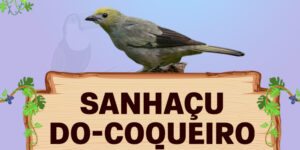 sanhaçu do coqueiro