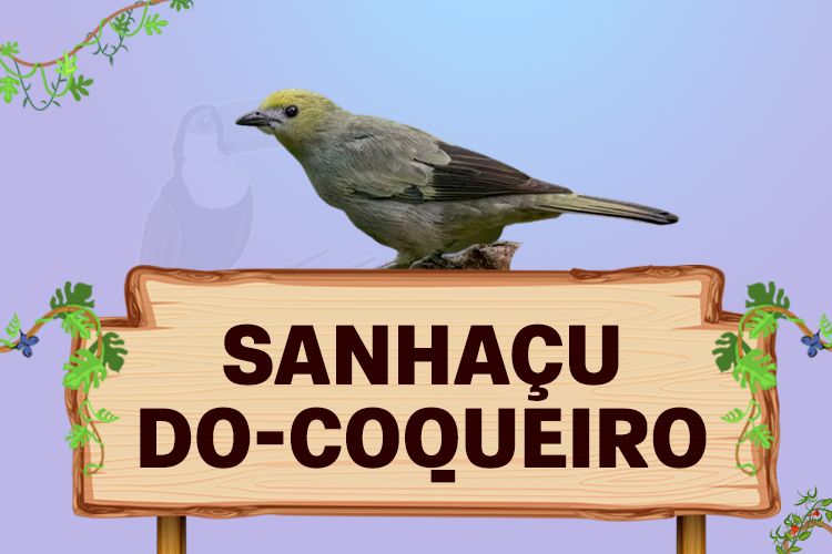 sanhaçu do coqueiro