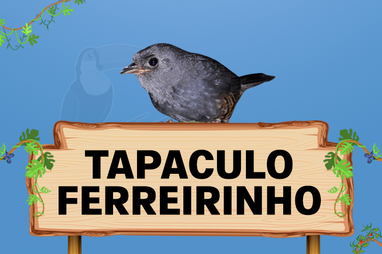 tapaculo ferreirinho