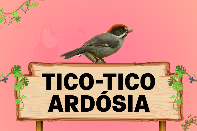 tico tico ardosia