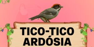 tico tico ardosia