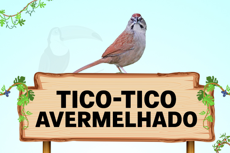 tico tico avermelhado