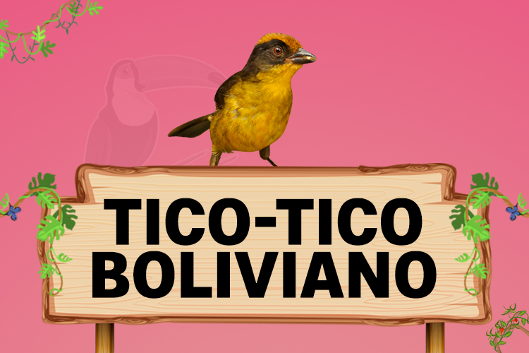 tico tico boliviano