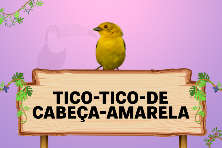 tico tico de cabeça amarela