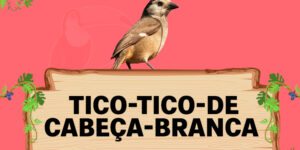 tico tico de cabeça branca