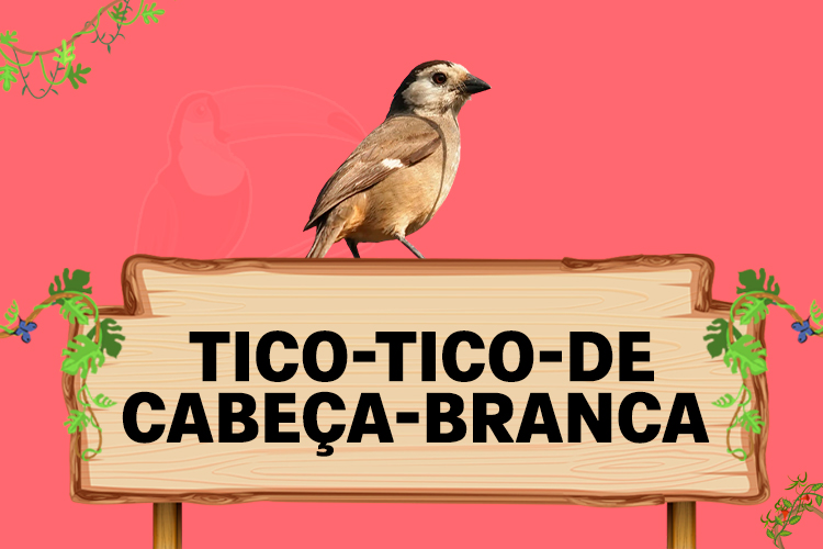 tico tico de cabeça branca