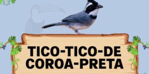 tico tico de coroa preta