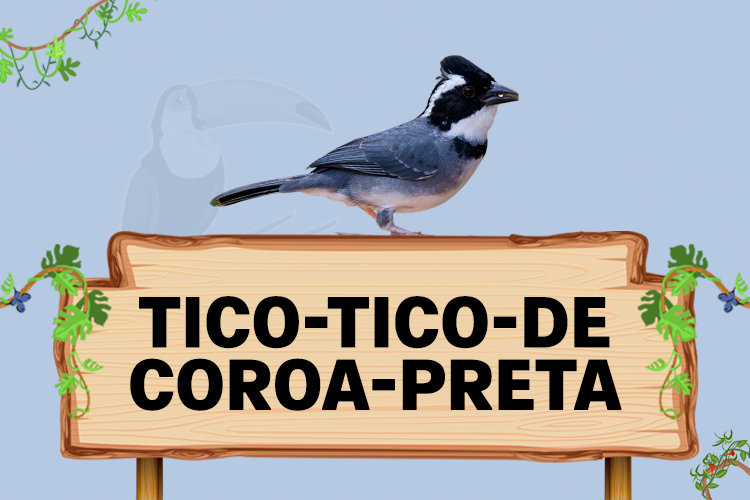 tico tico de coroa preta