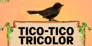 tico tico tricolor