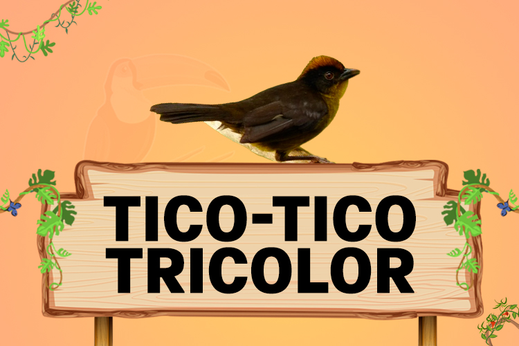 tico tico tricolor