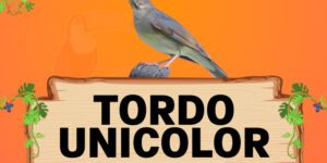 tordo unicolor