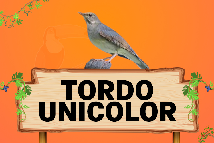 tordo unicolor