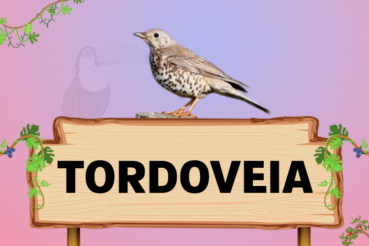 tordoveia