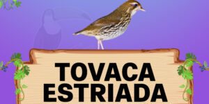 tovaca estriada