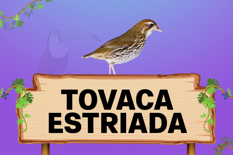 tovaca estriada