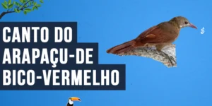 Canto do Arapaçu-de-bico-vermelho