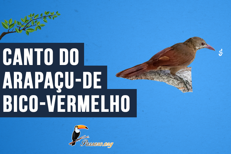 Canto do Arapaçu-de-bico-vermelho