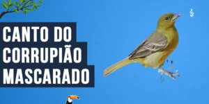 Canto do Corrupião-Mascarado