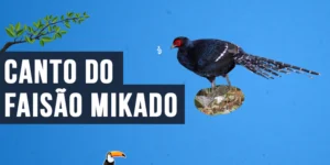 Canto do Faisão Mikado