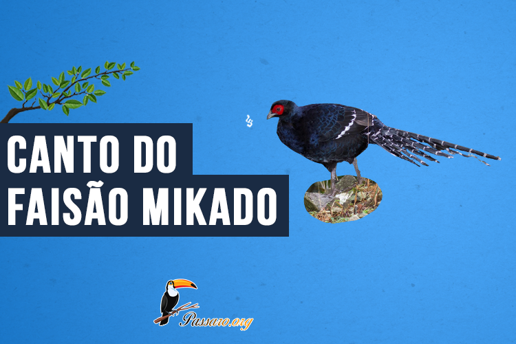 Canto do Faisão Mikado