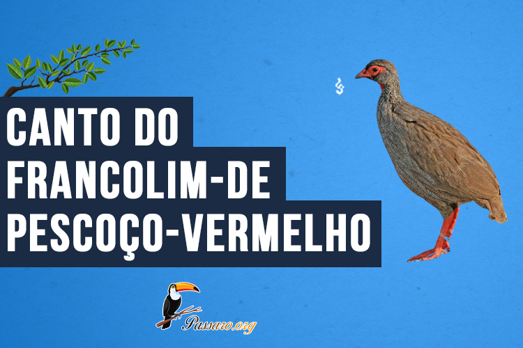 Canto do Francolim-de-pescoço-vermelho