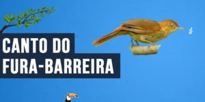 Canto do Fura-barreira