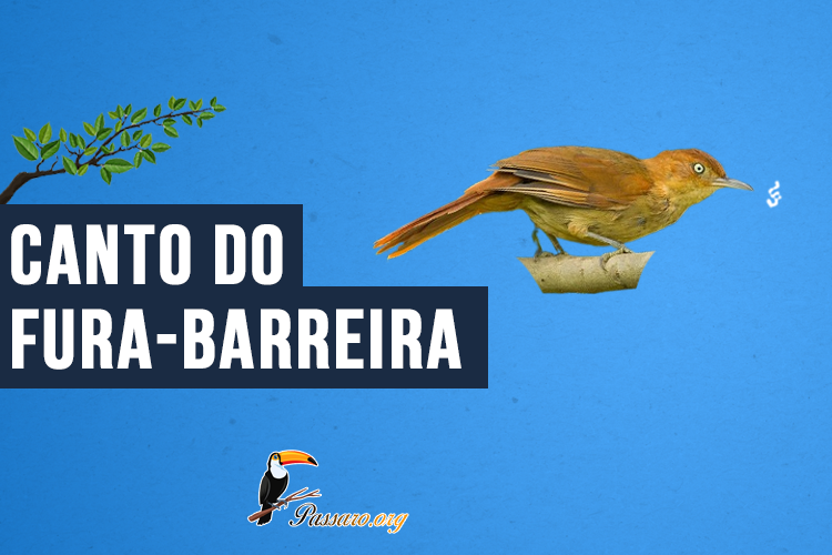 Canto do Fura-barreira