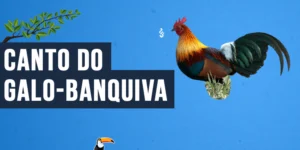 Canto do Galo-banquiva