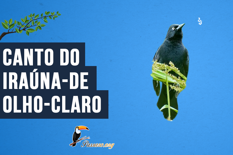 Canto do Iraúna-de-olho-claro