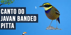 Canto do Javan banded-pitta