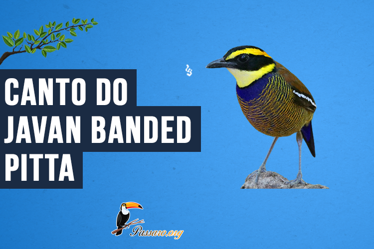 Canto do Javan banded-pitta