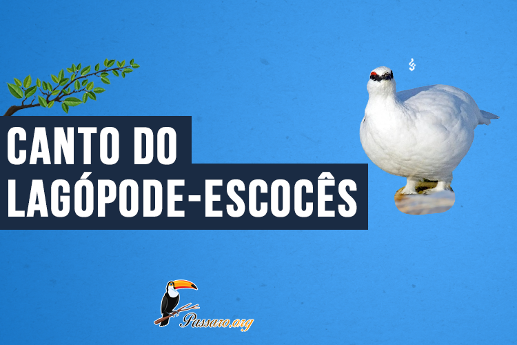 Canto do Lagópode-escocês